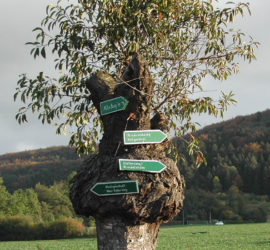 Alter Baum mit Wegweiser für Ausflugsziele